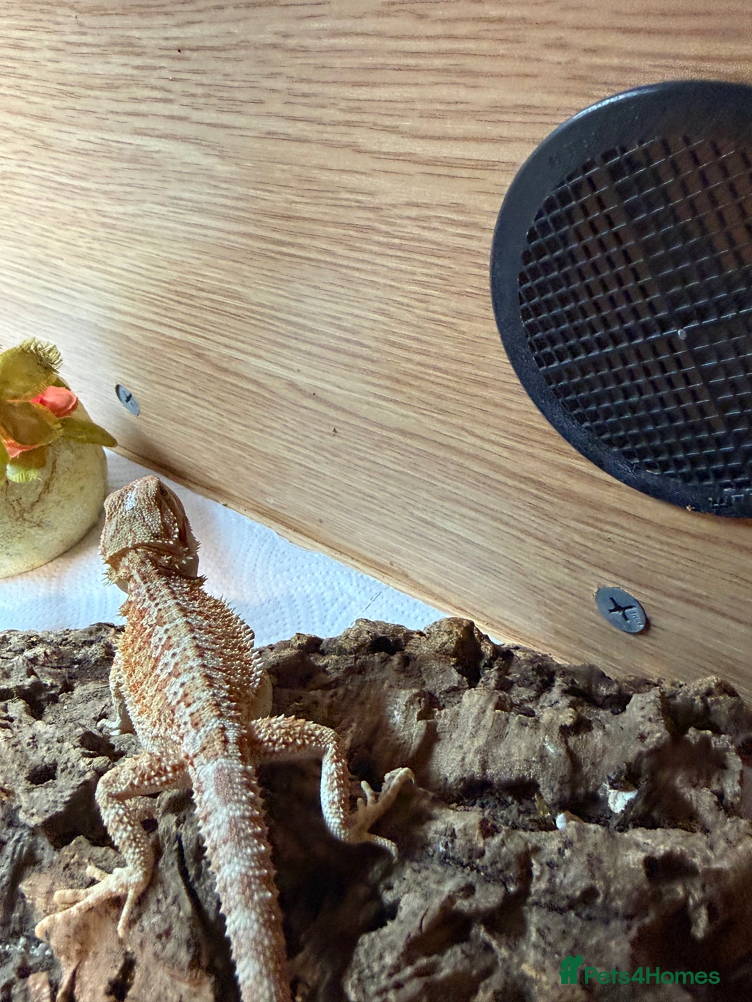 Bearded Dragon reptiles for sale: 🔥🔥🔥 BABY BEARDED DRAGONS 🔥🔥🔥 4 LEFT 🔥🔥 - Image 12