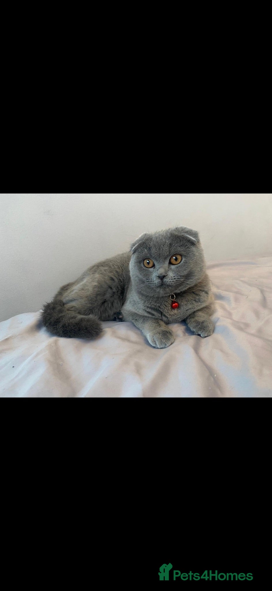 Scottish Fold cats Beautiful Scottish fold cat  - Advert 1