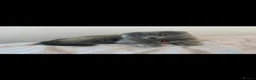 Scottish Fold cats for sale: Beautiful Scottish fold cat  - Advert 1