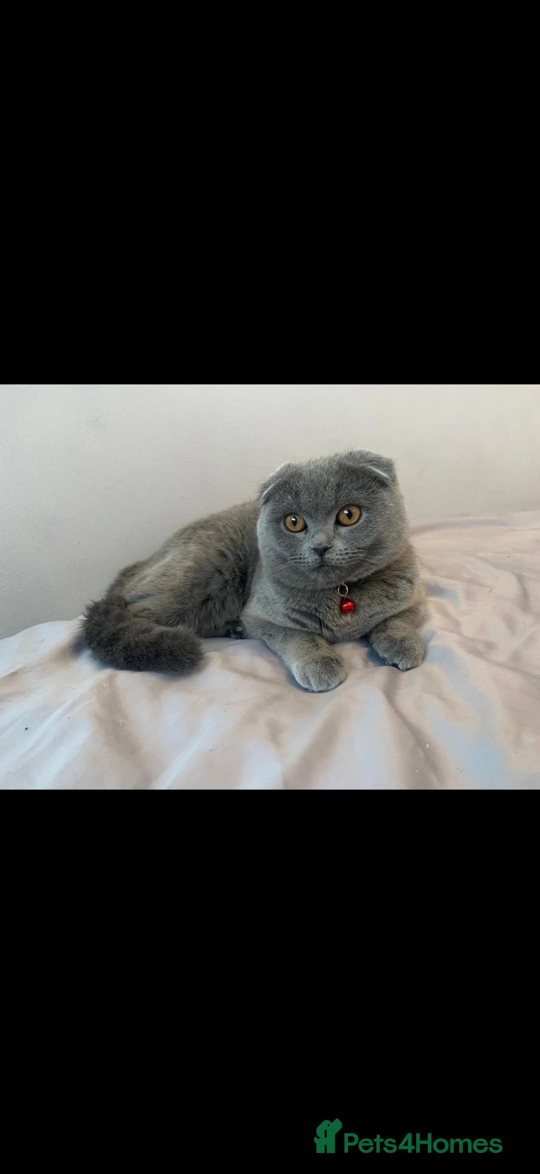 Scottish Fold cats for sale: Beautiful Scottish fold cat  - Advert 1