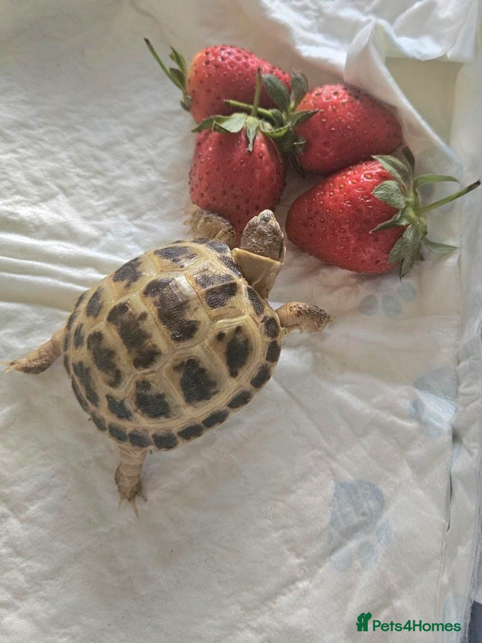 Tortoise reptiles Baby Horsefield tortoise available with set up - Advert 1