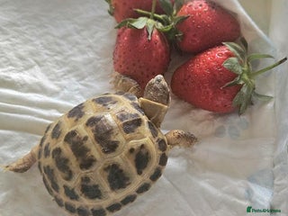 Tortoise reptiles Baby Horsefield tortoise available with set up - Advert 1
