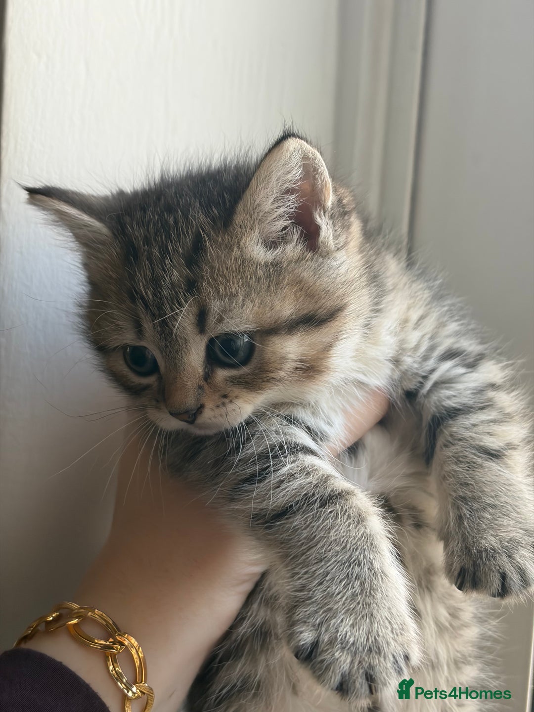 British Shorthair cats for sale: British short hair/persian mother - Advert 35