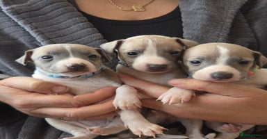 Italian Greyhound dogs - Advert 9