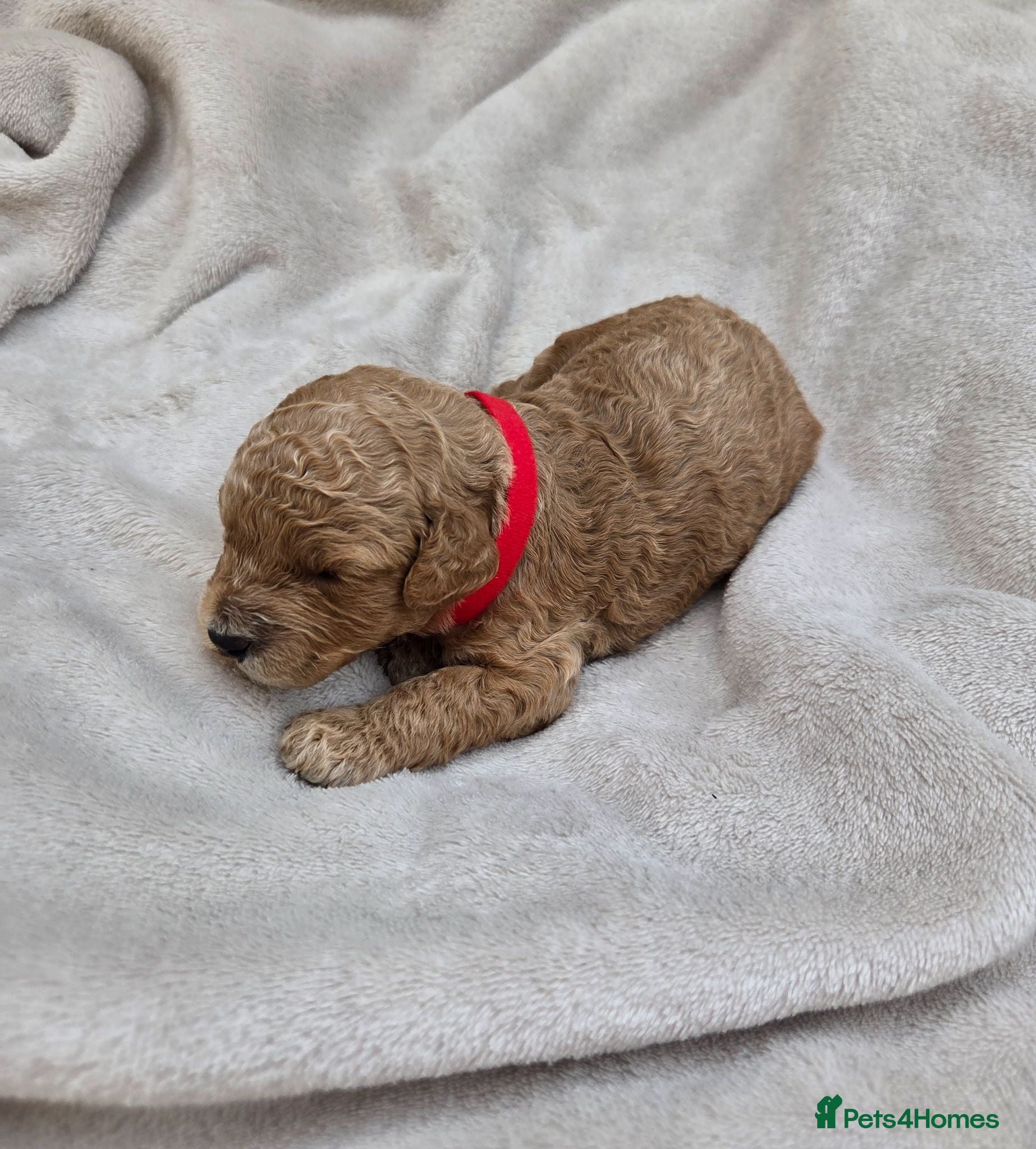 Cockapoo dogs Georgious Cockapoo Puppies For Sale  - Advert 1