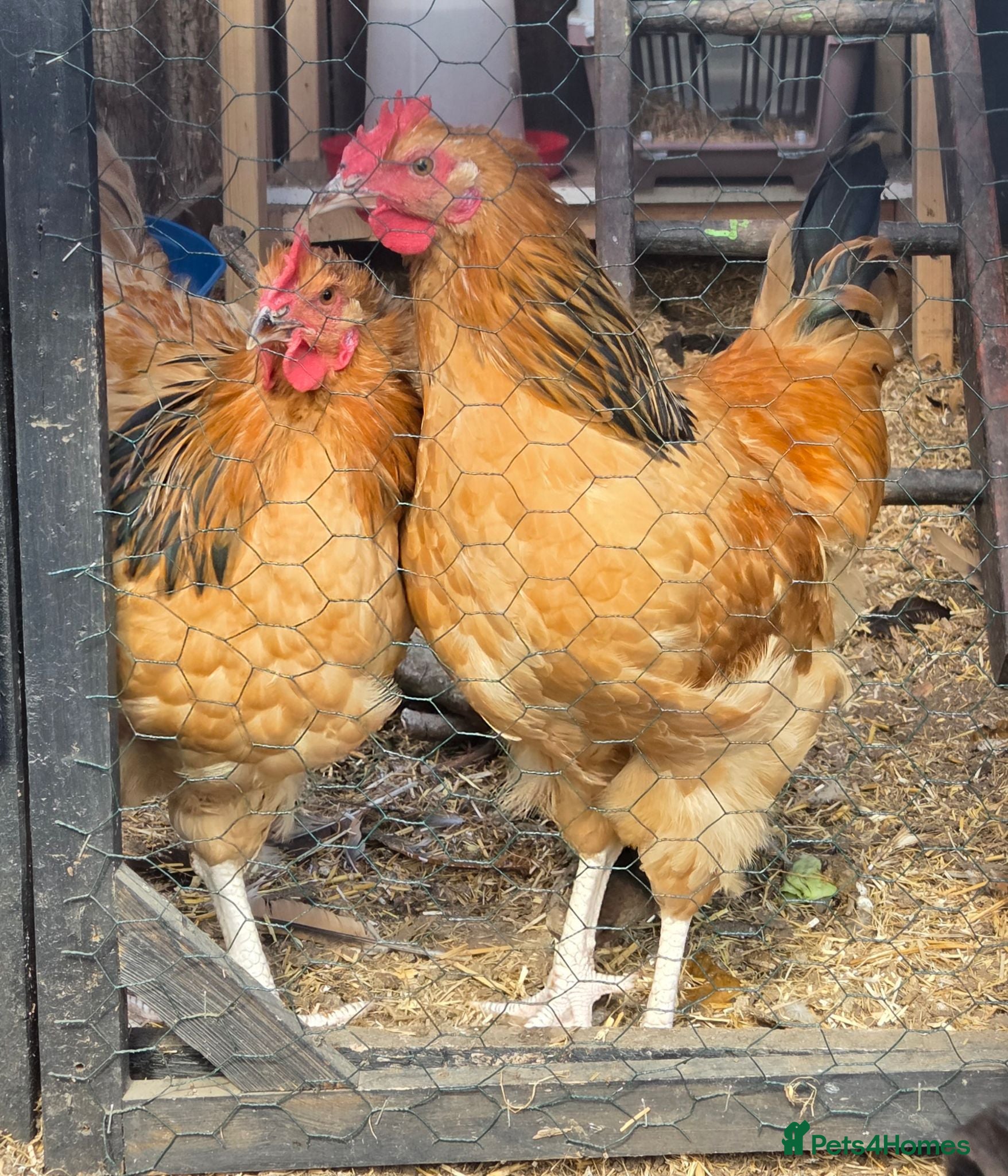 Chickens poultry BUFF SUSSEX YOUNG COCKERELS - Advert 18