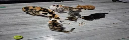Mixed Breed cats for sale: 5 girls and one boy kitten - Advert 1