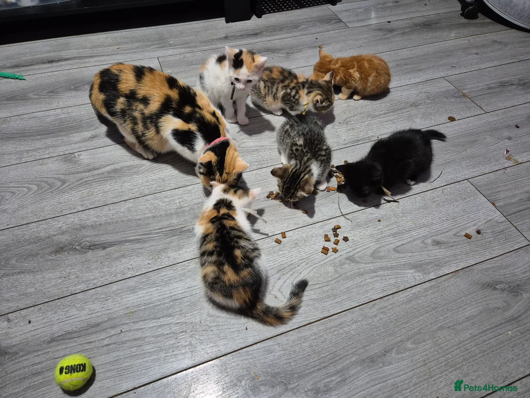 Mixed Breed cats for sale: 5 girls and one boy kitten - Advert 1
