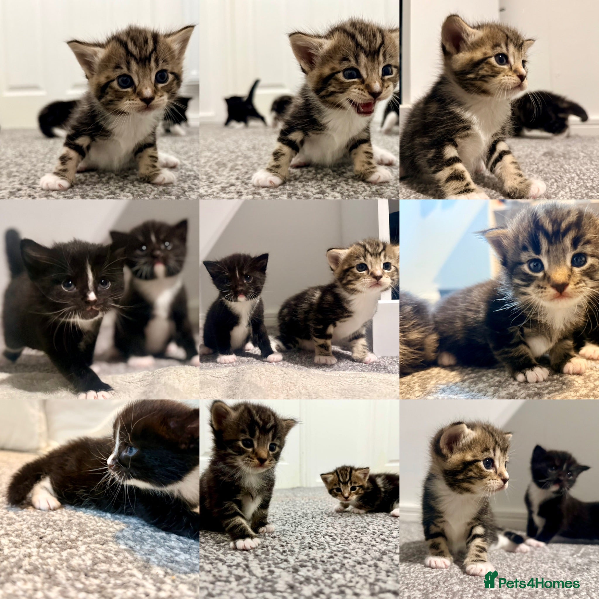 Turkish Angora cats 🐱Exceptional Turkish AngoraXmixed,GCCF REGISTERED - Advert 3