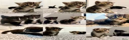 Turkish Angora cats for sale: 1 REMAINING Beautiful TurkishAngora Cross Kittens  - Advert 14