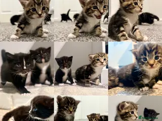 Turkish Angora cats 🐱Exceptional Turkish AngoraXmixed,GCCF REGISTERED - Advert 3