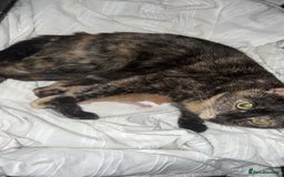 Mixed Breed cats for sale: 3 mixed breed kittens - Image 4