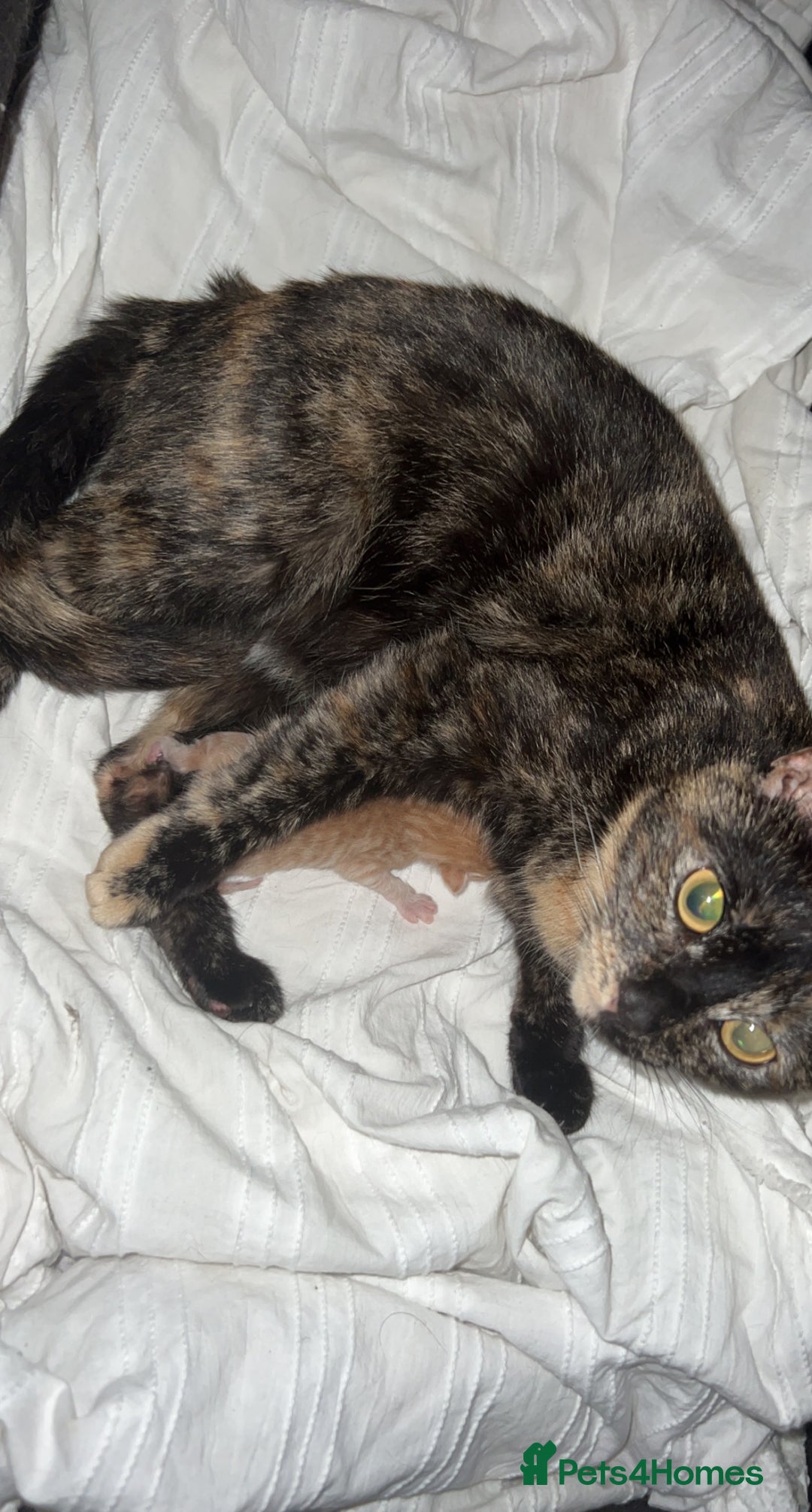 Mixed Breed cats for sale: 3 mixed breed kittens - Image 4