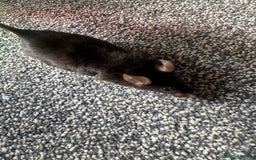 Mouse rodents for sale: Mixed fancy mice  - Image 9