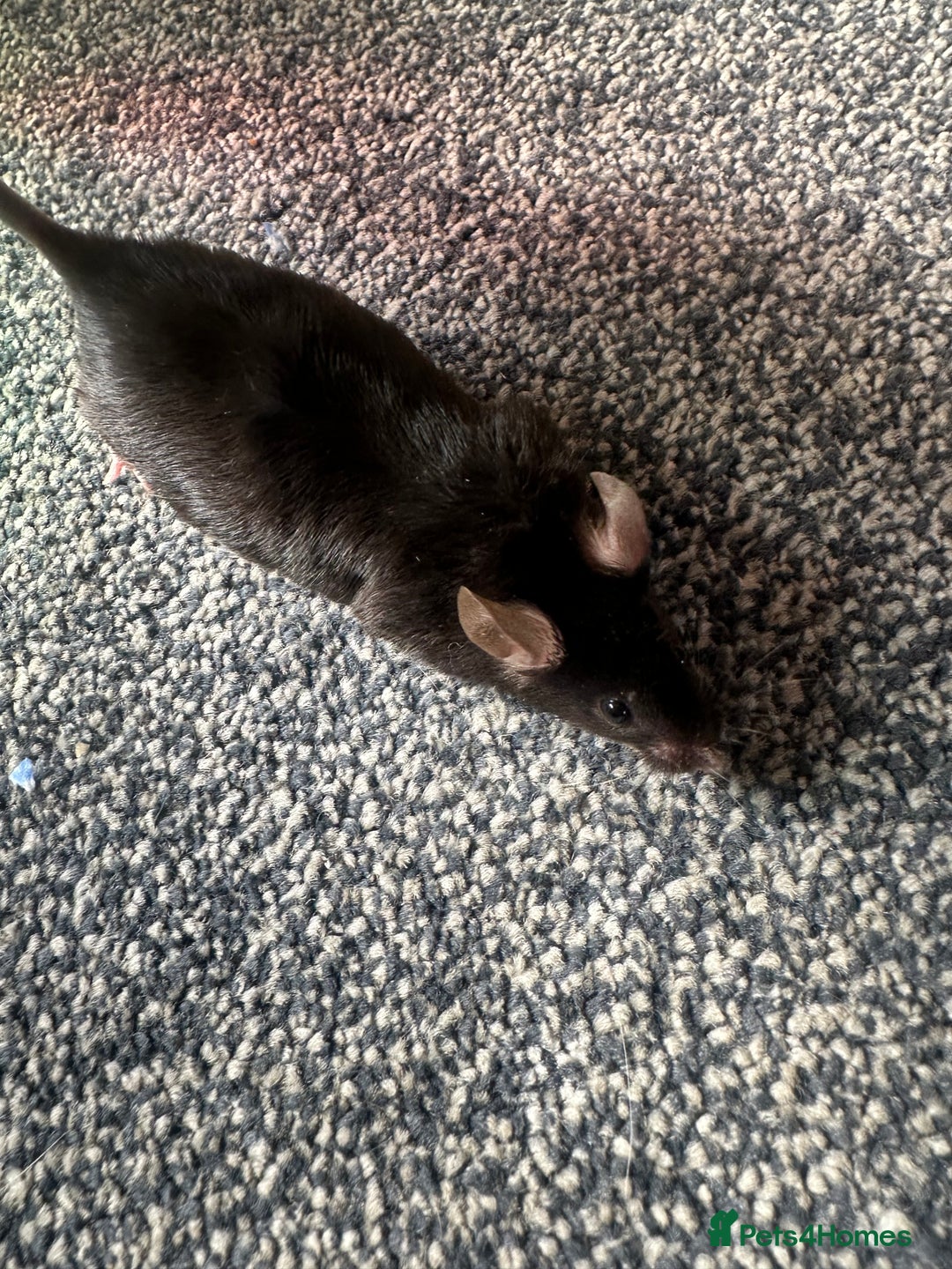 Mouse rodents for sale: Mixed fancy mice  - Image 9