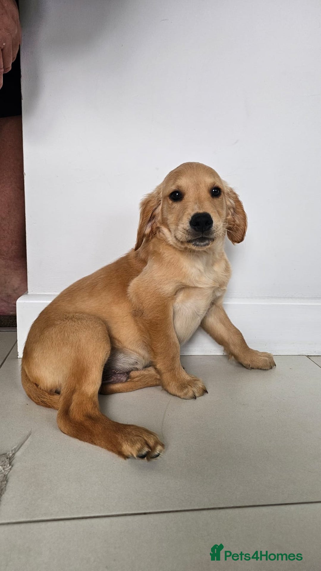 Golden Retriever dogs for sale: Golden Retriever Puppies  - Image 7