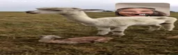 Alpaca livestock for sale: BAS registered breeding female Alpacas  - Advert 13