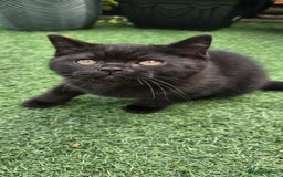 British Shorthair cats for sale: Stunning Pedigree British Shorthair Kittens in Portsmouth - Image 25