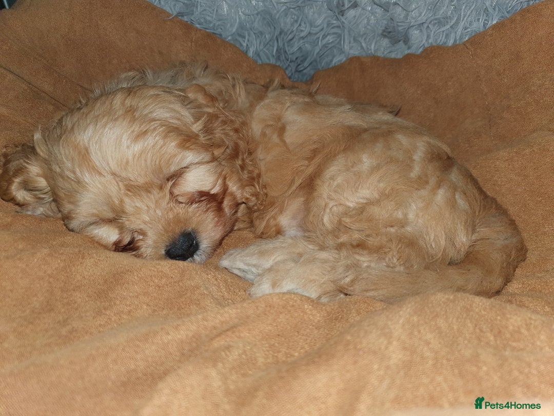 Mixed Breed dogs for sale: Beautiful red and fawn colour Cavapoochons pups - Advert 5