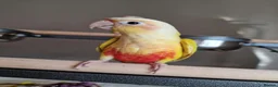 Conures birds for sale: Beautiful fully hand reared conures  - Advert 3