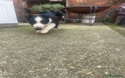 Border Collie dogs for sale: Border collie puppies  - Image 5