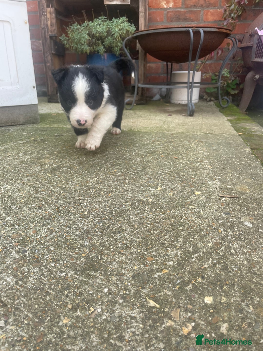 Border Collie dogs for sale: Border collie puppies  - Image 5