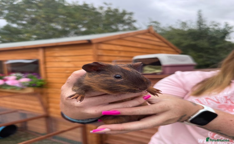 Guinea Pig rodents - Advert 4