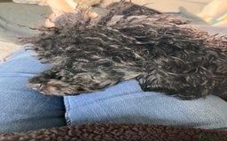 Miniature Poodle dogs for stud: KC phantom miniature poodle stud health tested in Thetford - Image 3