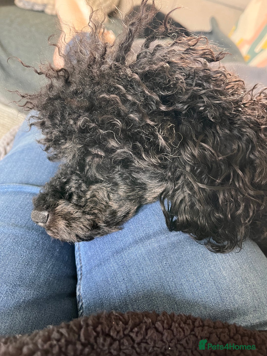 Miniature Poodle dogs for stud: KC phantom miniature poodle stud health tested in Thetford - Image 3