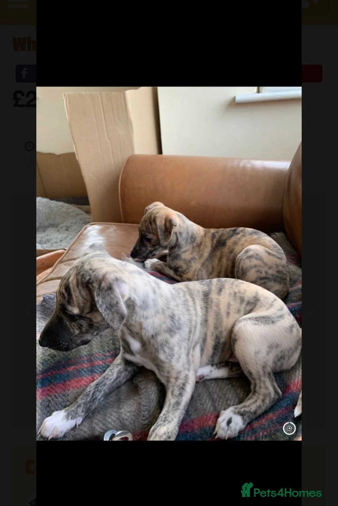 Whippet dogs for stud: Whippet stud dog in Somerton - Advert 12