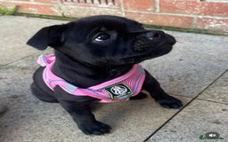 Staffordshire Bull Terrier dogs for stud: A NEW SUPERIOR SOLID BLUE MALE  - Image 14
