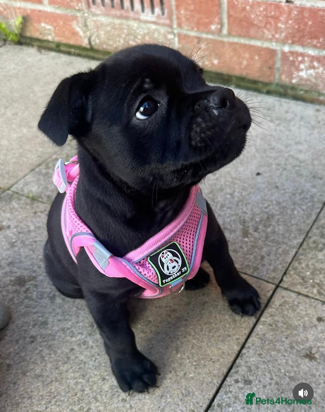 Staffordshire Bull Terrier dogs for stud: A NEW SUPERIOR SOLID BLUE MALE  - Image 14