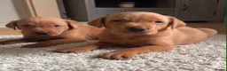 Labrador Retriever dogs for sale: 2 Fox Red Labs - Advert 6