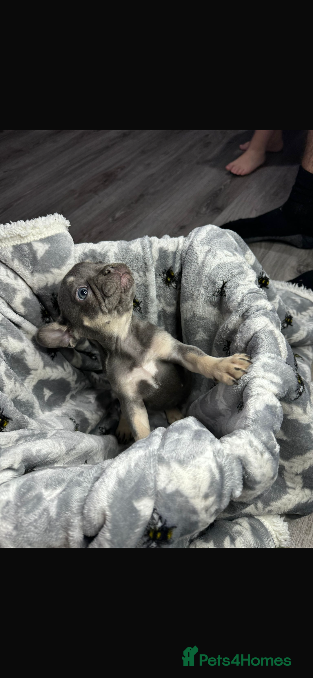 French Bulldog dogs for sale: fluffy French bulldogs  - Image 8