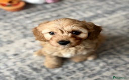 Cavapoo dogs for stud: F1 Cavapoo for stud  - Image 8