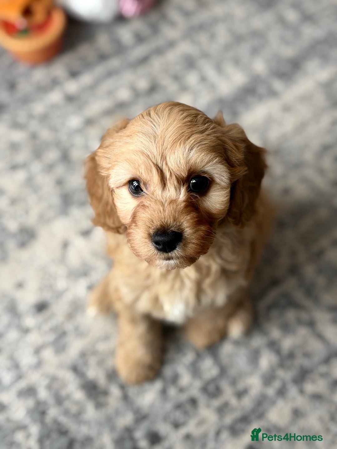 Cavapoo dogs for stud: F1 Cavapoo for stud  - Image 8