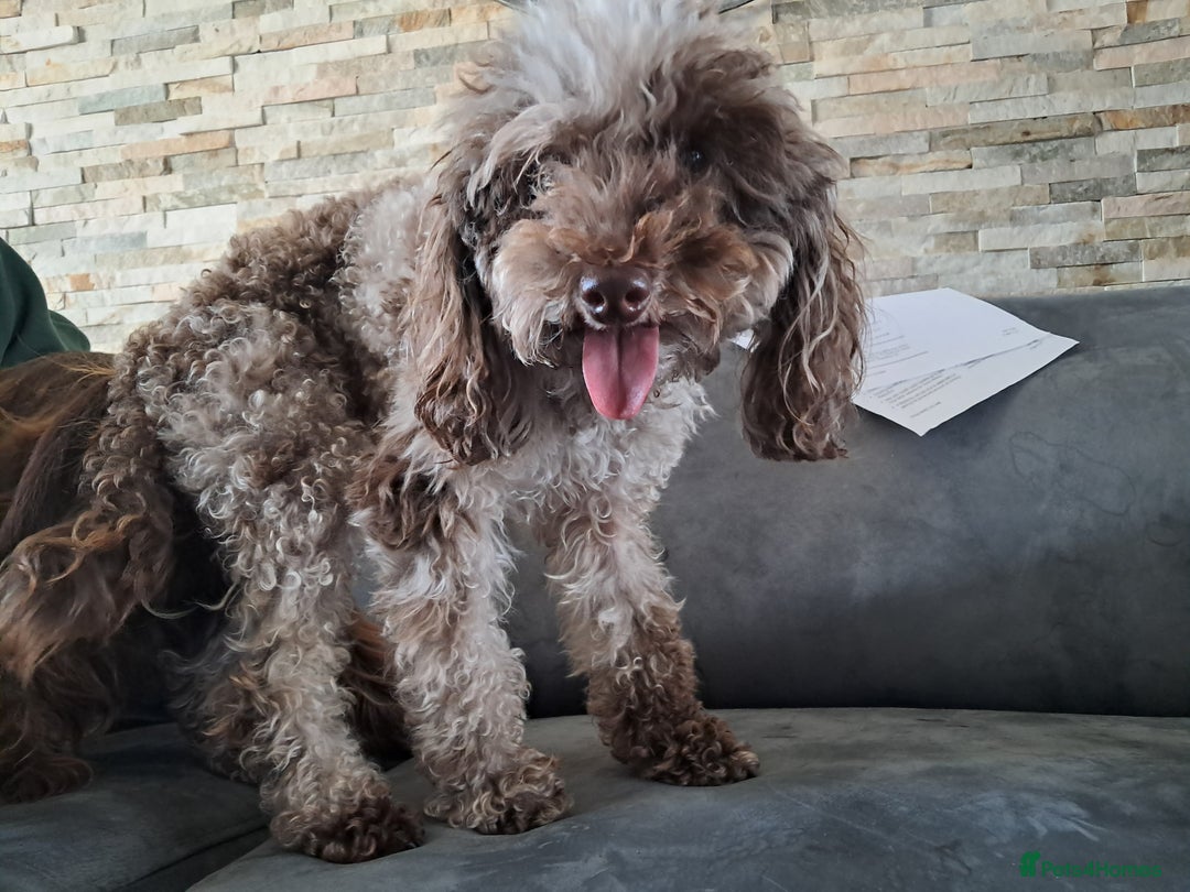 Cockapoo dogs for sale: Toy F1 Cockerpoo merle and chocolate puppies  - Advert 7