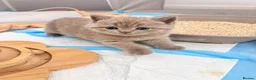 British Shorthair cats for sale: TICA Registered Lilac BSH Kitten – Champion Dad - Advert 8