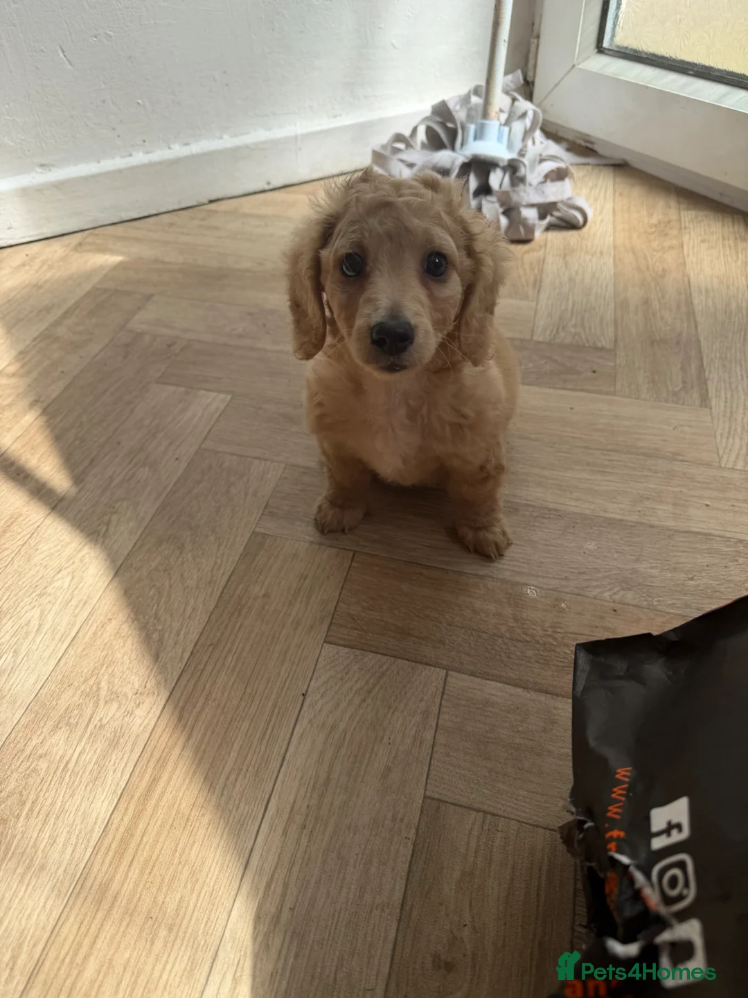 Dachshund dogs for sale: Beautiful miniature dachshund for sel - Advert 2