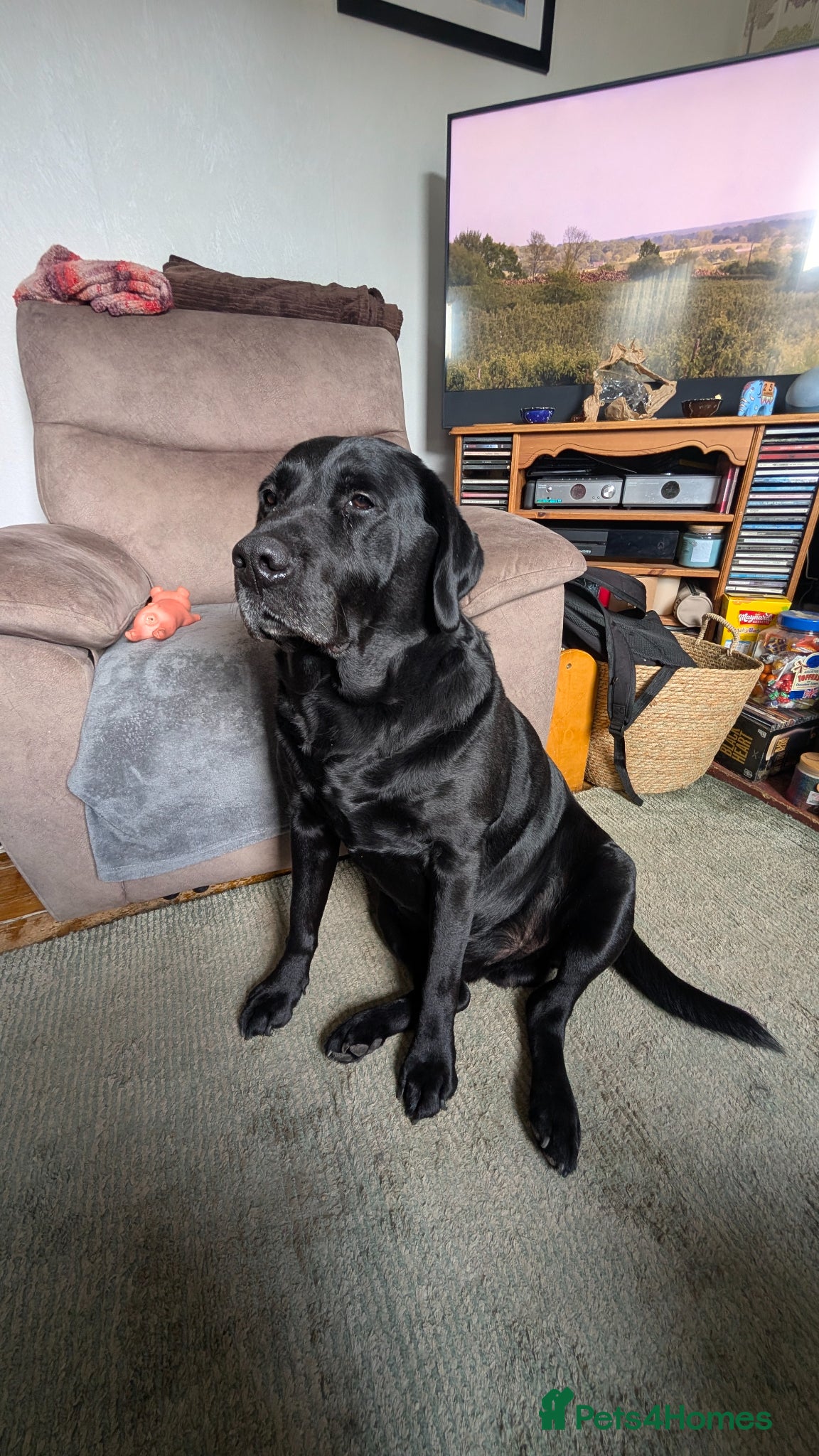 Labrador Retriever dogs for sale: Gorgeous Labrador puppies  in Bourne - Advert 7