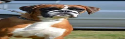 Boxer dogs for sale: Outstanding quality puppies - best pedigree - Advert 12