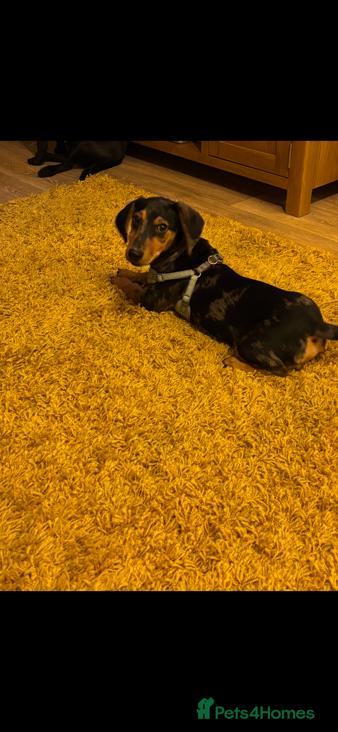 Mixed Breed dogs for sale: Handsome boy  - Advert 2