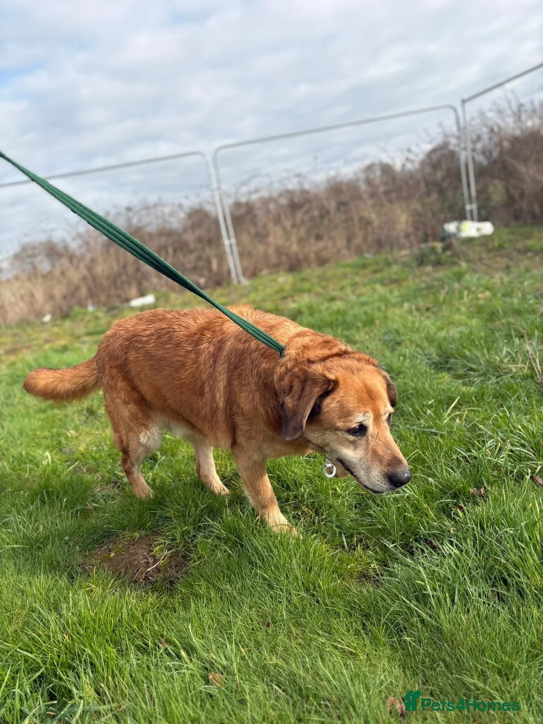 Mixed Breed dogs for adoption: Serghei - Badersfield Norwich  in Norwich - Advert 8