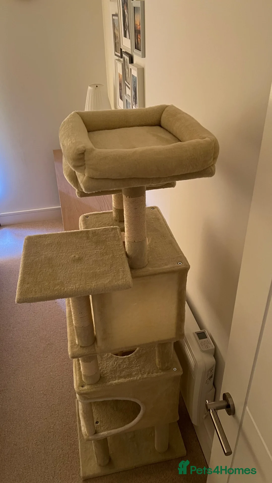 Domestic Shorthair cats for sale: Beautiful Female Kitten  - Advert 12
