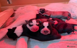 Siberian Husky dogs for sale: Husky puppies for sale - Image 27