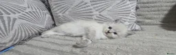 Maine Coon cats for sale: Mainecoon/ragdoll - Advert 2