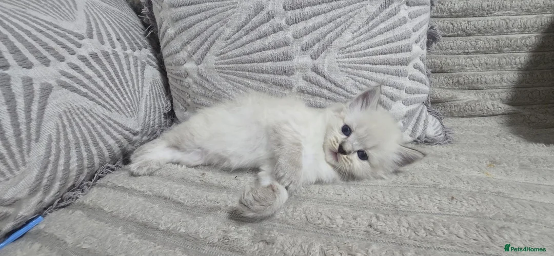 Maine Coon cats for sale: Mainecoon/ragdoll - Advert 2
