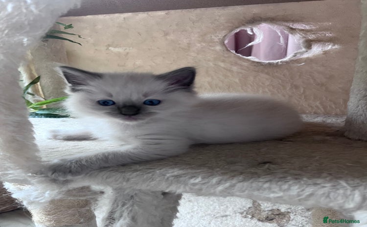 Ragdoll cats - Advert 3