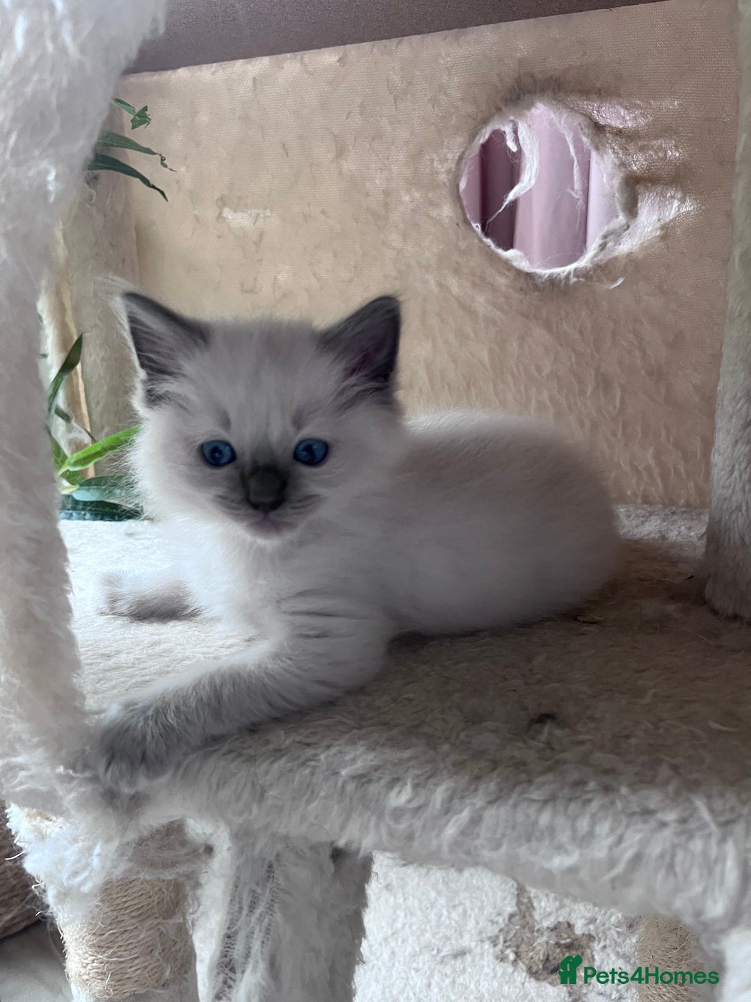 Ragdoll cats for sale: Pure breed ragdolls - Image 1