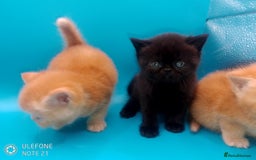 Exotic cats for sale:  Exotic British shorthair  - Image 20